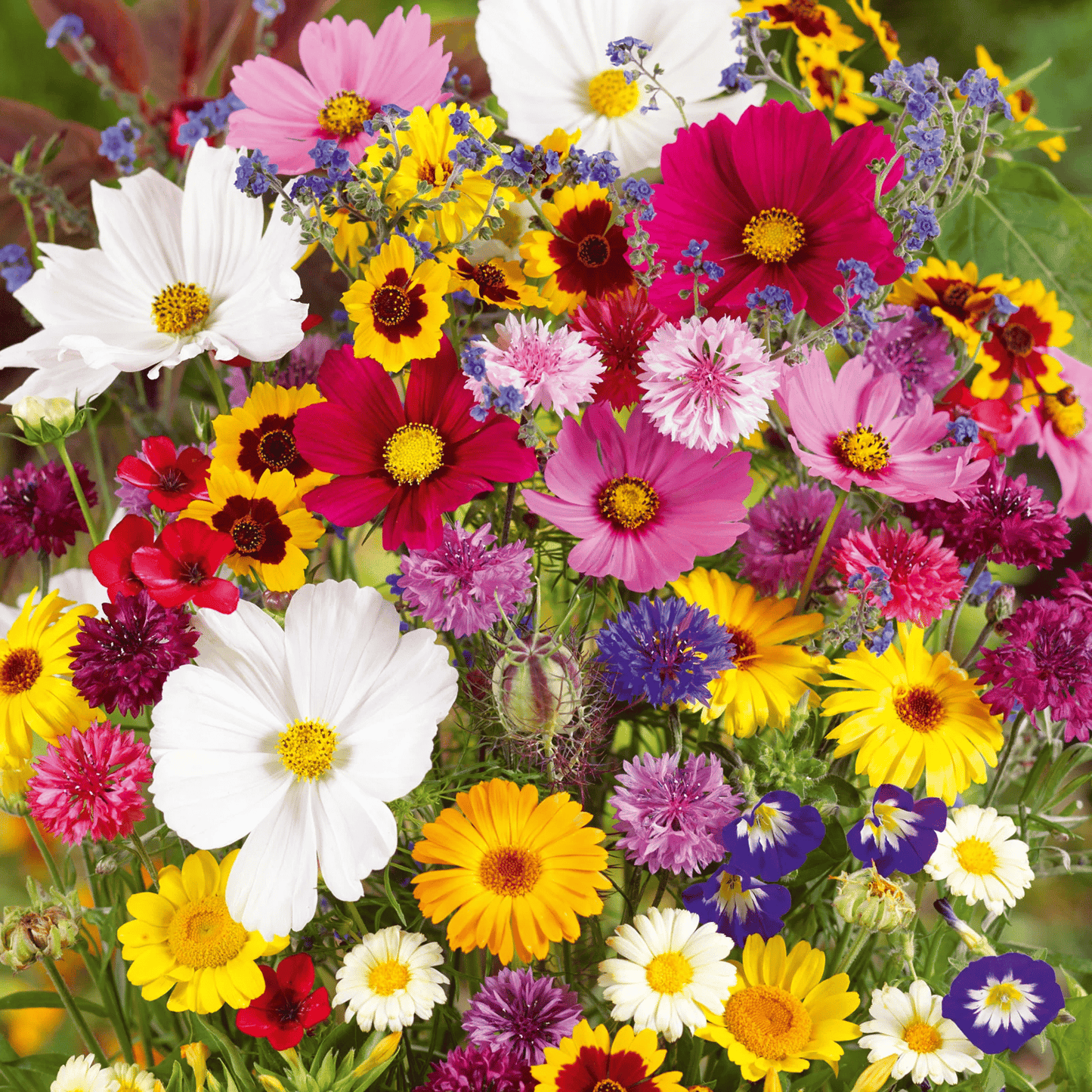1000 Samen Mehrjährige Blumenmischung – 60+ Sorten für ganzjährige Blüten Mivoza Deutschland