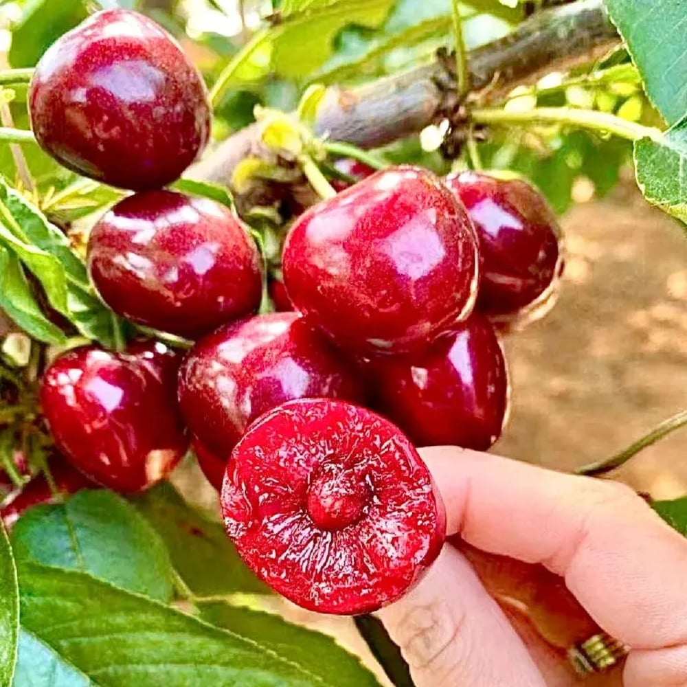 Rainier Cherry Zaden - Hoogwaardige kersen Zorenza