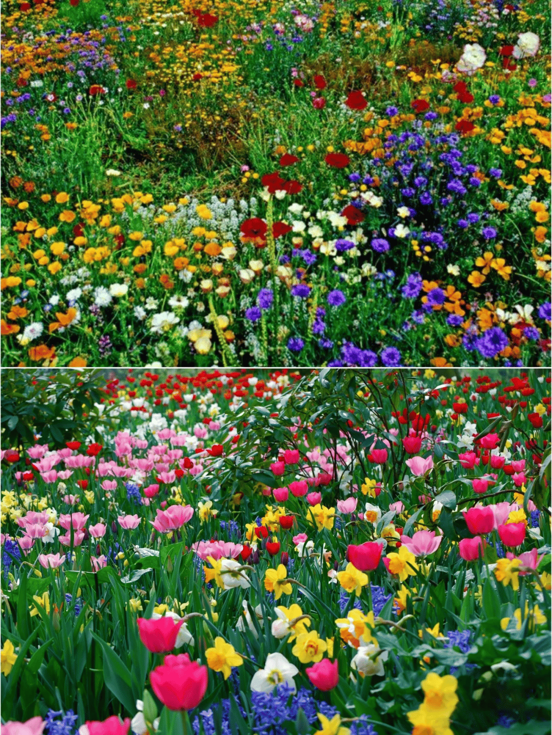 1000 Samen Mehrjährige Blumenmischung – 60+ Sorten für ganzjährige Blüten Mivoza Deutschland