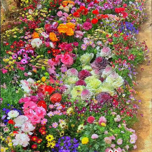 1000 Samen Mehrjährige Blumenmischung – 60+ Sorten für ganzjährige Blüten Mivoza Deutschland