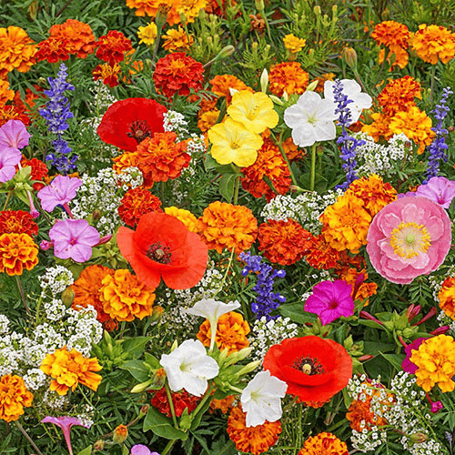 1000 Samen Mehrjährige Blumenmischung – 60+ Sorten für ganzjährige Blüten Mivoza Deutschland
