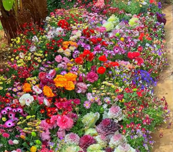 1000 Samen Mehrjährige Blumenmischung – 60+ Sorten für ganzjährige Blüten Mivoza Deutschland