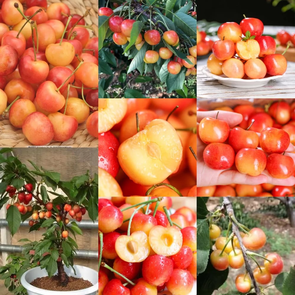 Rainier Cherry Zaden - Hoogwaardige kersen Zorenza