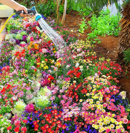 1000 Samen Mehrjährige Blumenmischung – 60+ Sorten für ganzjährige Blüten Mivoza Deutschland