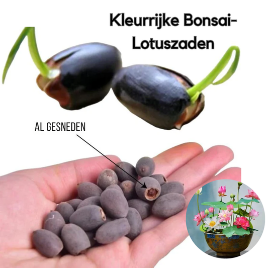 Kleurrijke Bonsai-Lotuszaden – Levendig en Makkelijk te Kweken