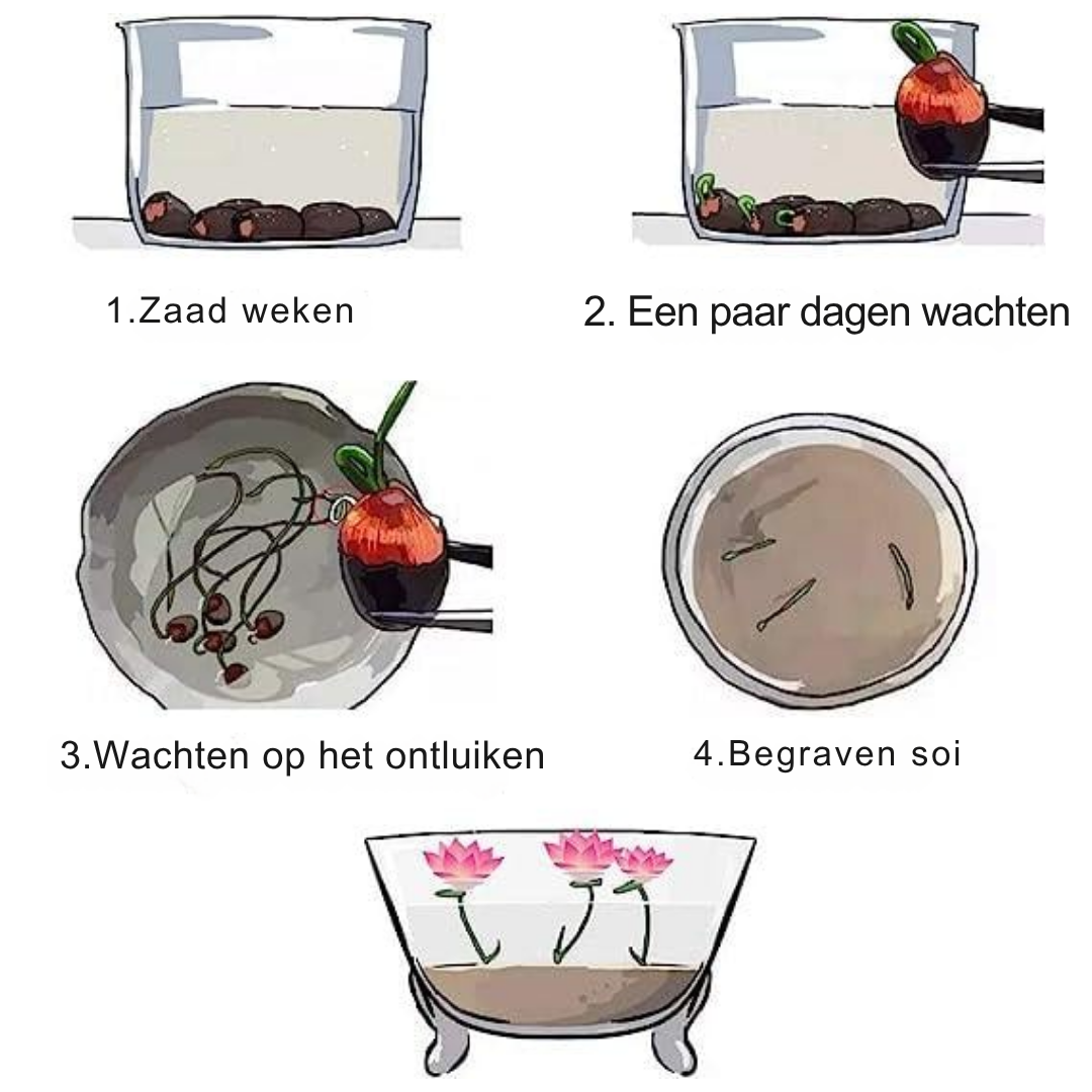 Kleurrijke Bonsai-Lotuszaden – Levendig en Makkelijk te Kweken