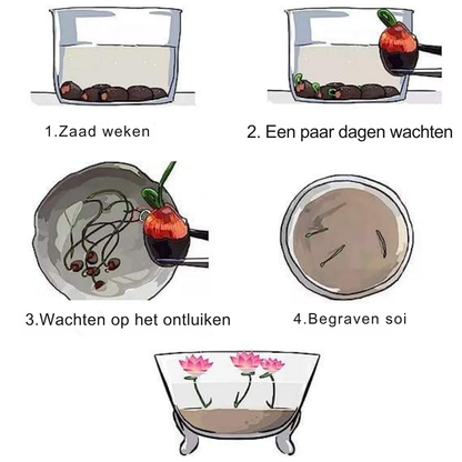 Kleurrijke Bonsai-Lotuszaden – Levendig en Makkelijk te Kweken