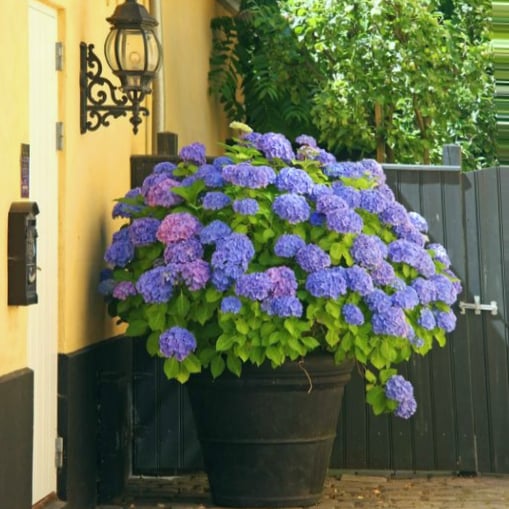 1+1 GRATIS | Kunstmatige hortensia – Weerbestendig & natuurgetrouw voor buiten