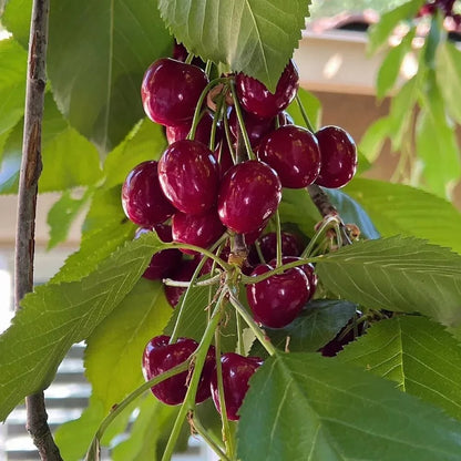 Rainier Cherry Zaden - Hoogwaardige kersen Zorenza