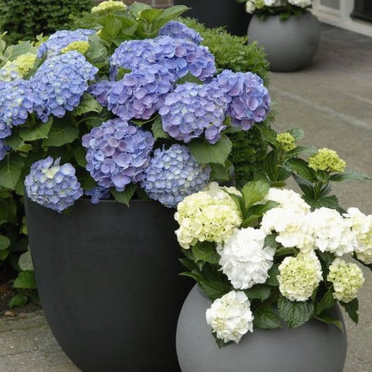1+1 GRATIS | Kunstmatige hortensia – Weerbestendig & natuurgetrouw voor buiten