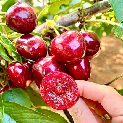 Rainier Cherry Zaden - Hoogwaardige kersen Zorenza