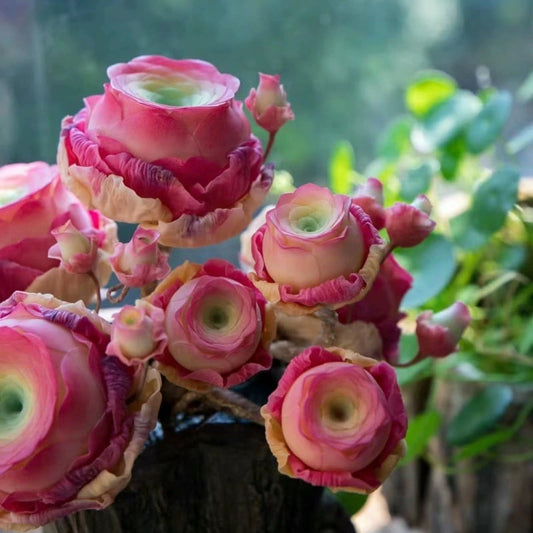 Mountain Rose vetplant – Prachtige rozenvorm zonder moeite