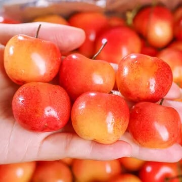 Rainier Cherry Zaden - Hoogwaardige kersen Zorenza