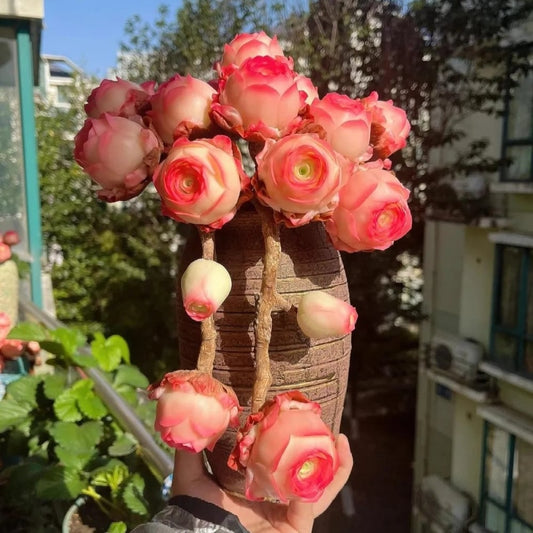 Mountain Rose vetplant – Prachtige rozenvorm zonder moeite