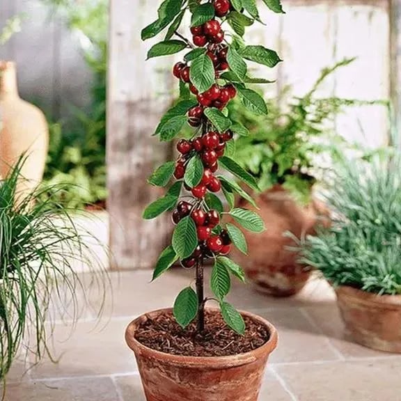 Rainier Cherry Zaden - Hoogwaardige kersen Zorenza