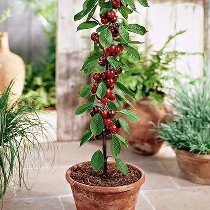 Rainier Cherry Zaden - Hoogwaardige kersen Zorenza