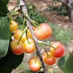Rainier Cherry Zaden - Hoogwaardige kersen Zorenza