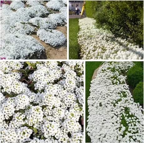 🔥⏰Last Day 49%OFF - ✨Creeping Thyme seeds for four seasons🏡| Create your perfect lawn here🌼 Mivoza Deutschland