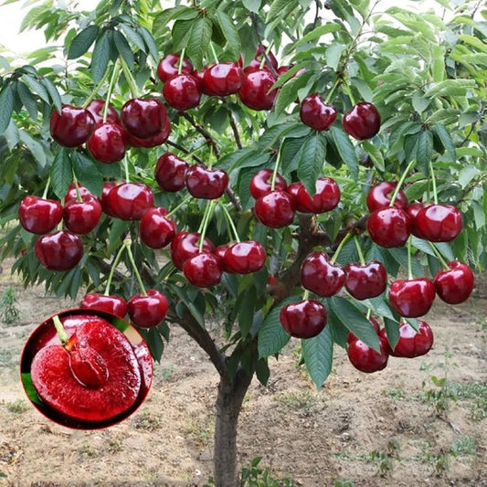 Rainier Cherry Zaden - Hoogwaardige kersen Zorenza