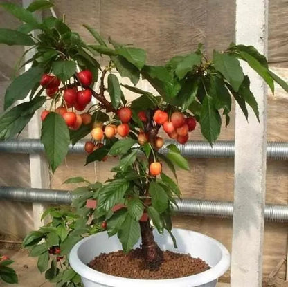 Rainier Cherry Zaden - Hoogwaardige kersen Zorenza