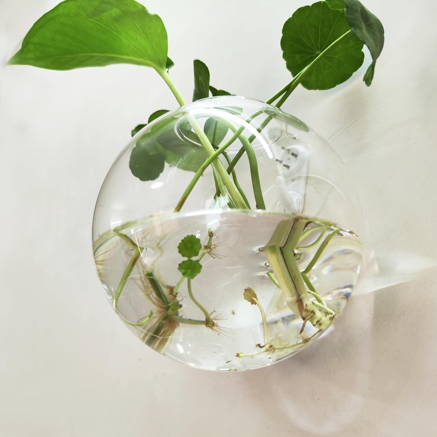 Wandplantenhouder — vertikale tuin & decoratieve vissenkom