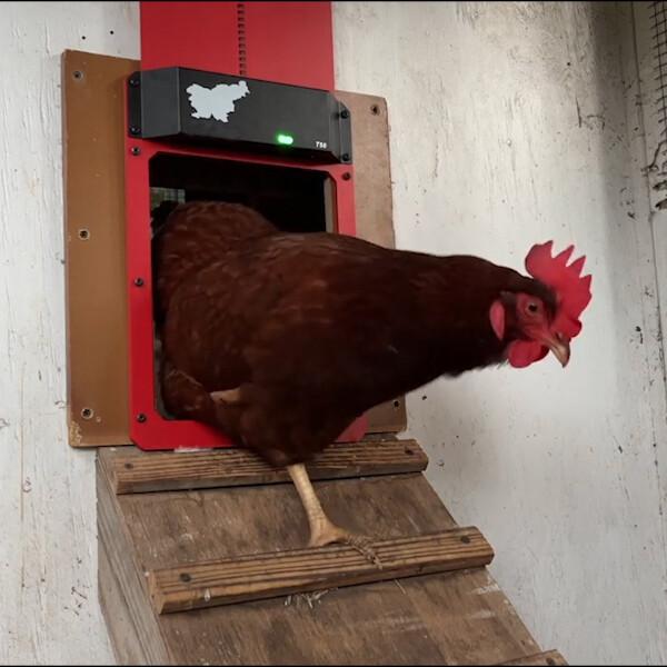 ChickCoop™️ Automatische Kippenhokdeur